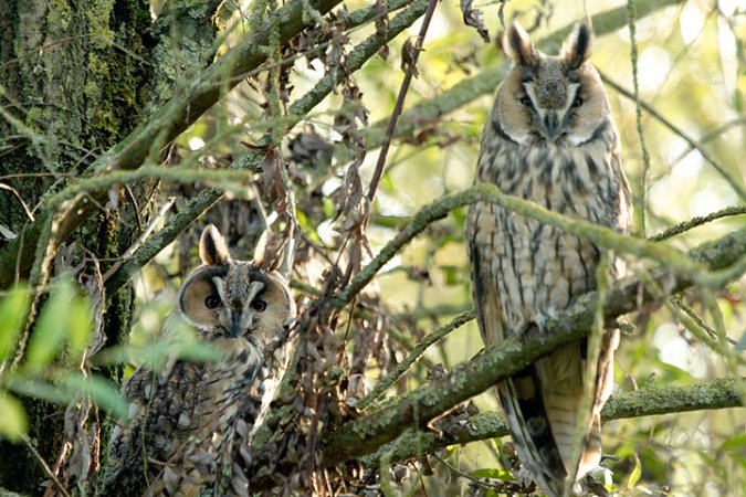 Photo (2): Long-eared Owl