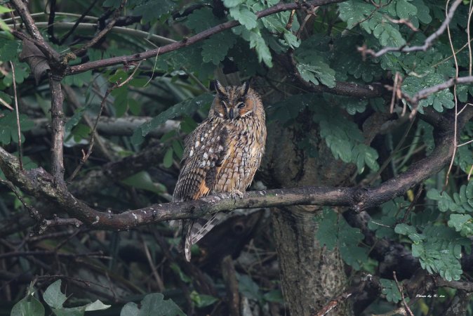 Photo (5): Long-eared Owl