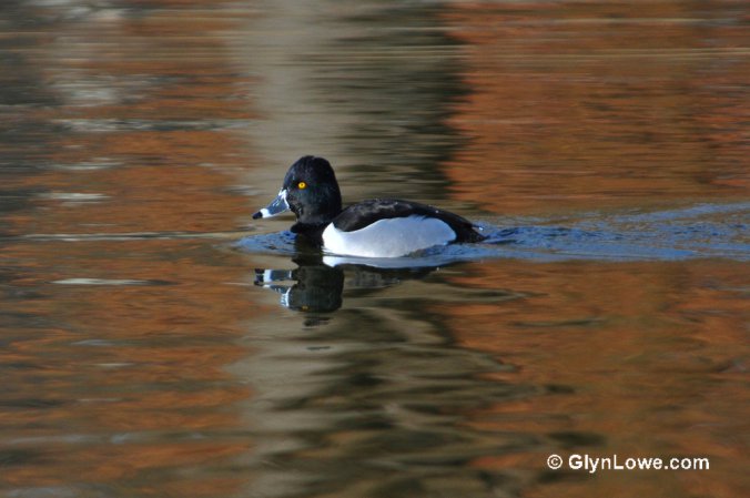 Photo (16): Ring-necked Duck