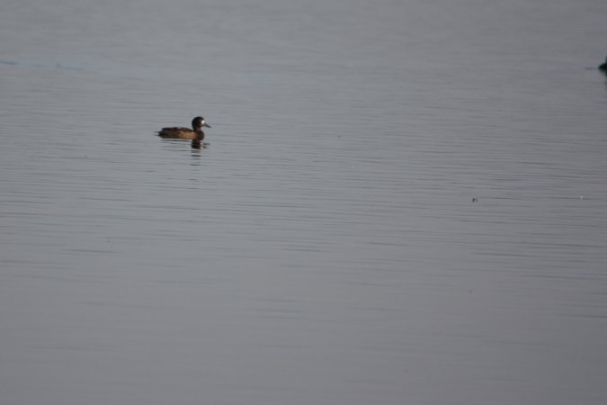 Photo (12): Greater Scaup