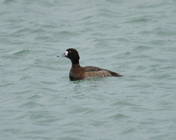 Photo (7): Greater Scaup