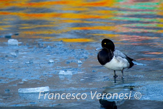 Photo (3): Greater Scaup