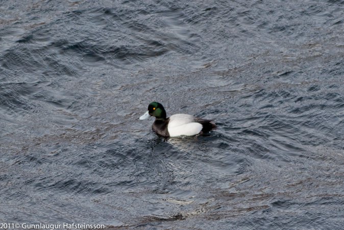 Photo (9): Greater Scaup