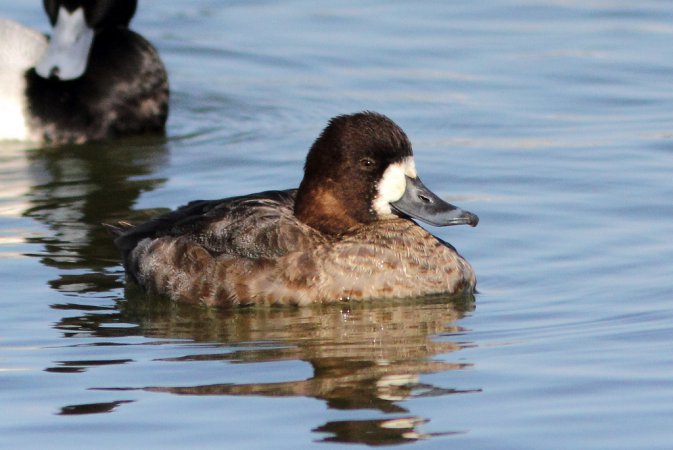 Photo (5): Greater Scaup