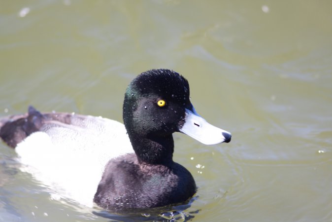 Photo (6): Greater Scaup