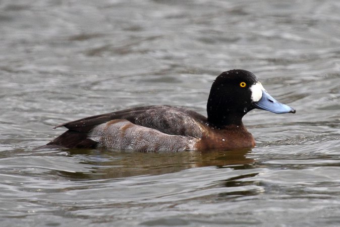 Photo (2): Greater Scaup
