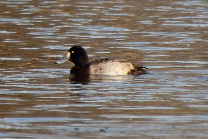 Photo (14): Greater Scaup