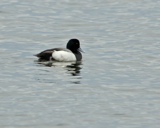 Photo (15): Greater Scaup