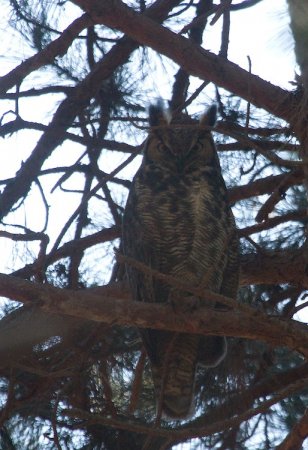 Photo (9): Great Horned Owl