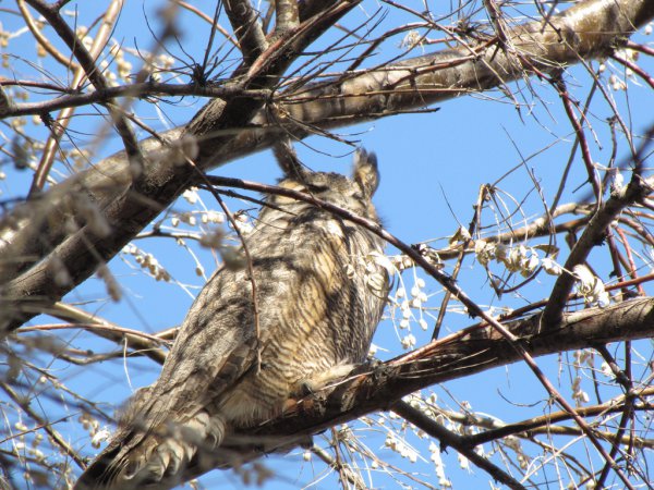 Photo (11): Great Horned Owl