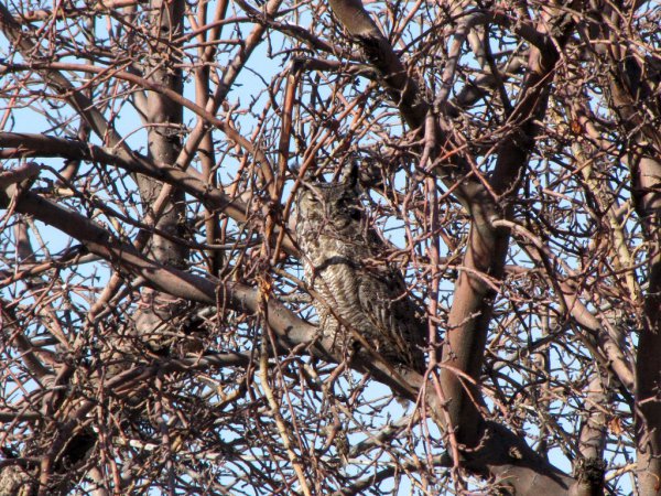 Photo (10): Great Horned Owl