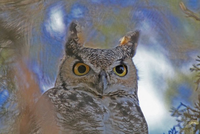 Photo (12): Great Horned Owl