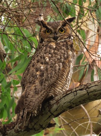 Photo (1): Great Horned Owl