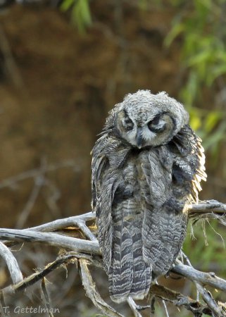 Photo (17): Great Horned Owl