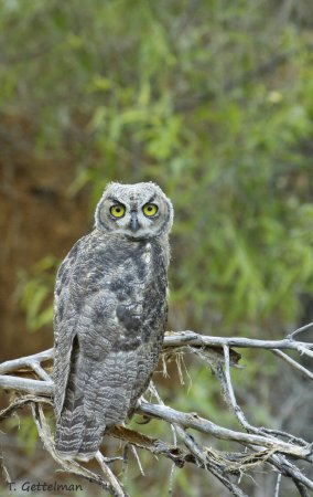 Photo (18): Great Horned Owl