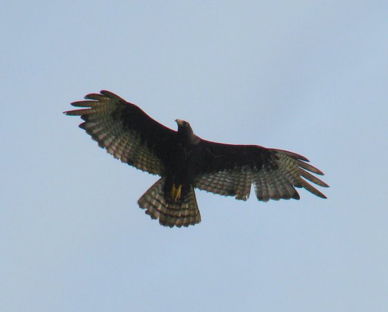 Photo (5): Zone-tailed Hawk