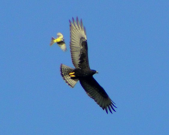 Photo (9): Zone-tailed Hawk