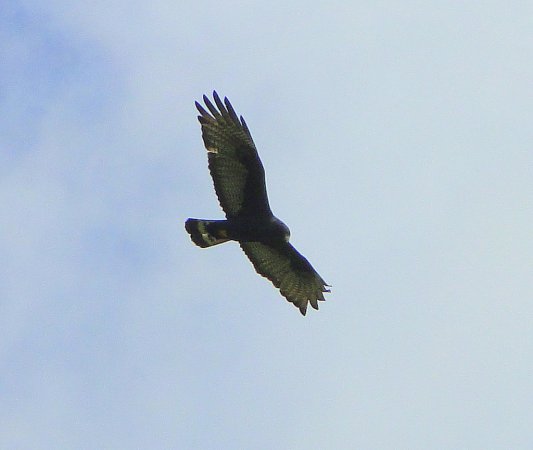Photo (19): Zone-tailed Hawk