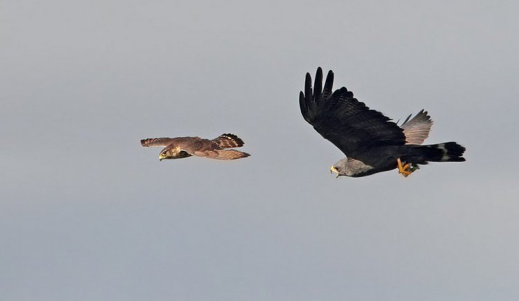 Photo (10): Zone-tailed Hawk