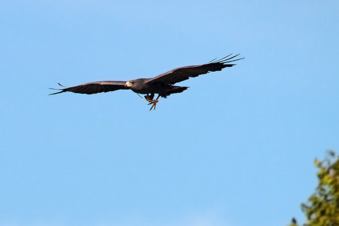 Photo (8): Zone-tailed Hawk
