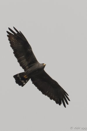 Photo (6): Zone-tailed Hawk