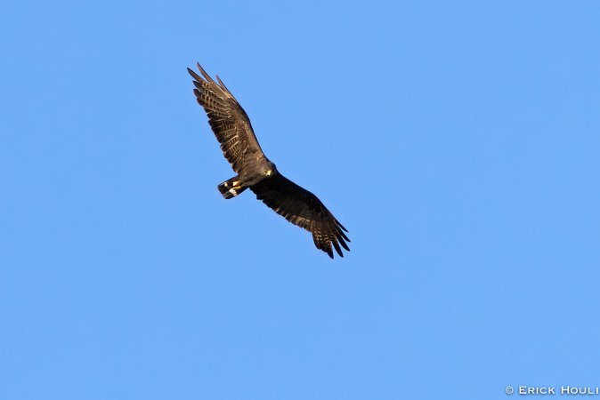 Photo (13): Zone-tailed Hawk