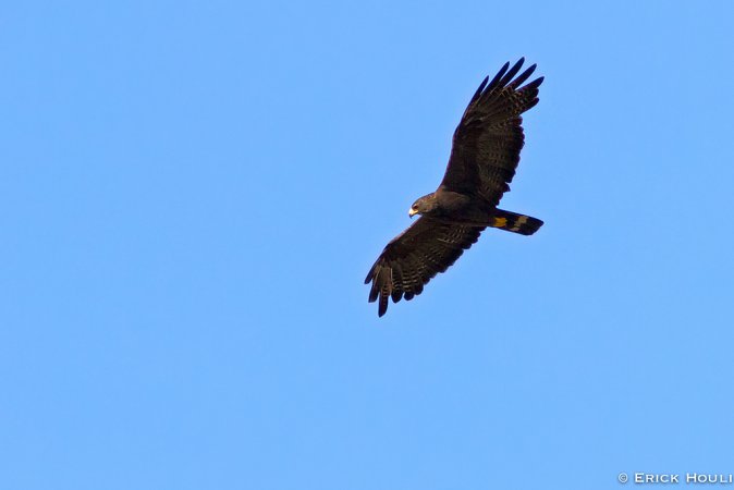 Photo (21): Zone-tailed Hawk