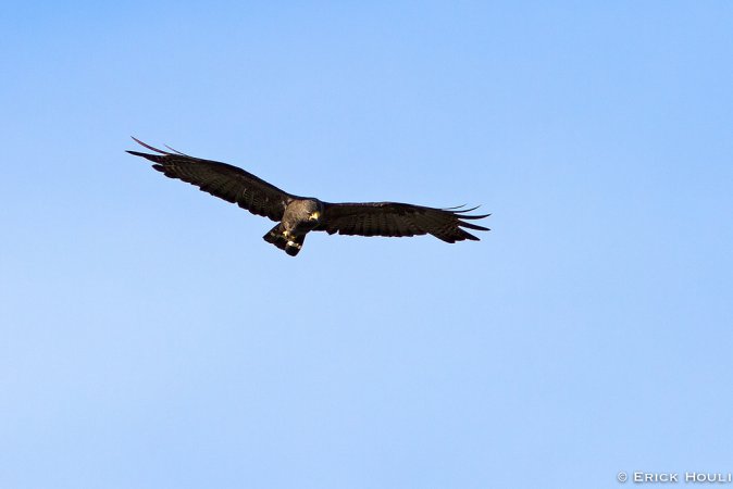 Photo (17): Zone-tailed Hawk