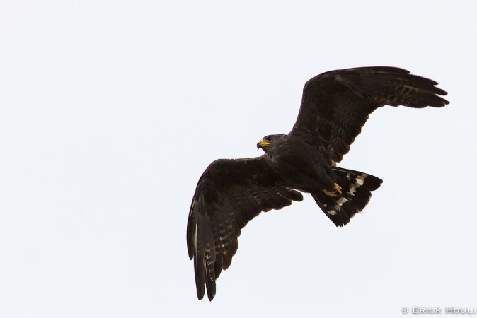 Photo (14): Zone-tailed Hawk