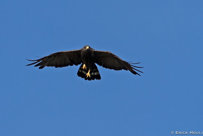 Photo (16): Zone-tailed Hawk