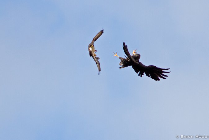 Photo (20): Zone-tailed Hawk