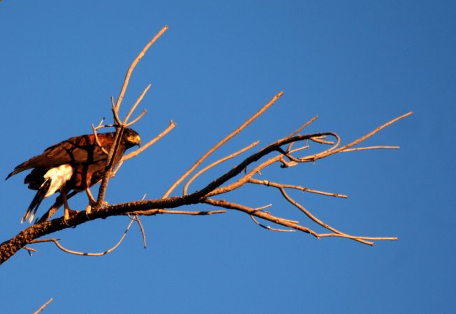 Photo (18): Zone-tailed Hawk