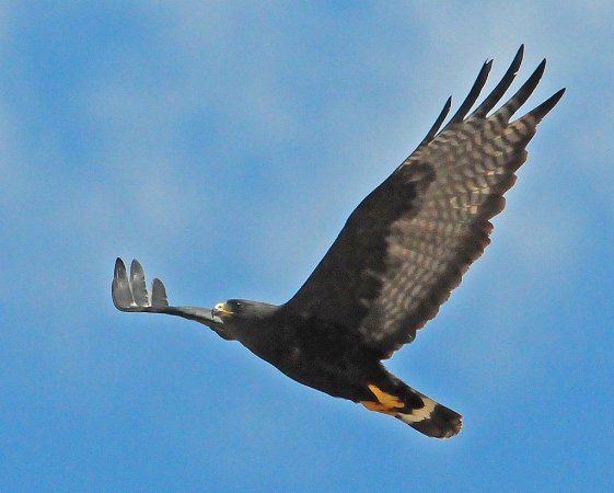 Photo (11): Zone-tailed Hawk