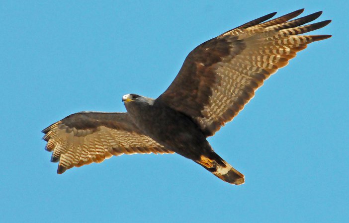 Photo (15): Zone-tailed Hawk
