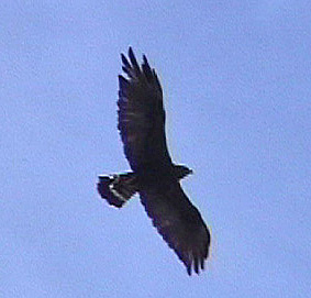 Photo (7): Zone-tailed Hawk