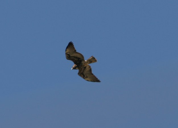 Photo (12): Zone-tailed Hawk