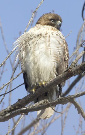 Photo (16): Red-tailed Hawk