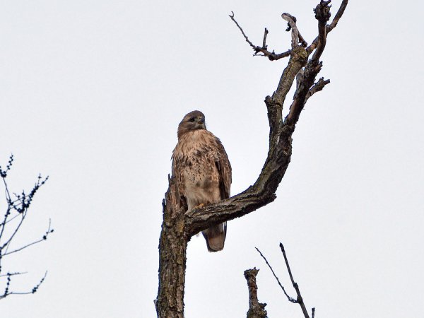 Photo (20): Red-tailed Hawk