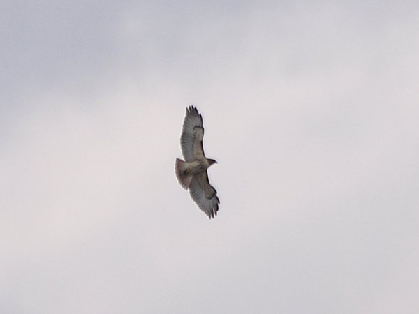 Photo (19): Red-tailed Hawk