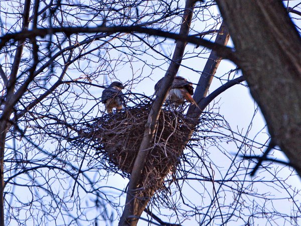 Photo (21): Red-tailed Hawk