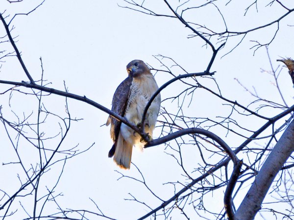 Photo (18): Red-tailed Hawk