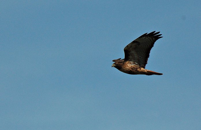 Photo (17): Red-tailed Hawk