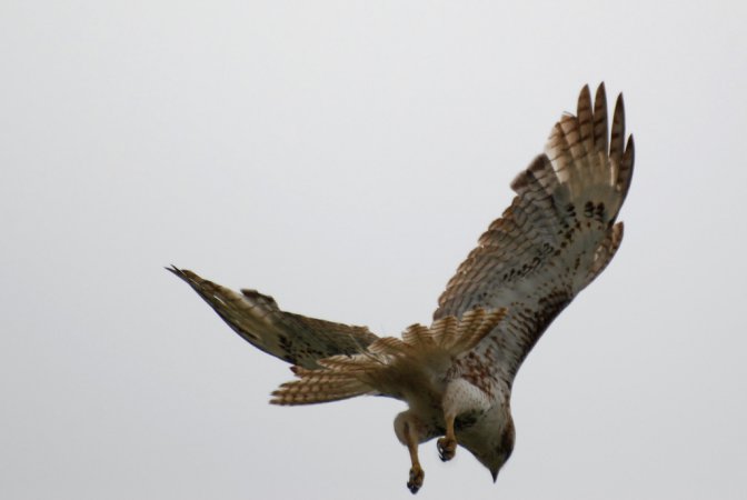 Photo (17): Broad-winged Hawk