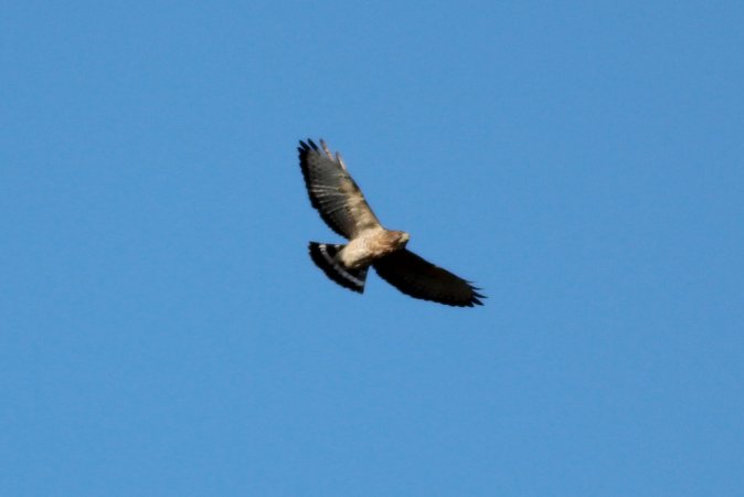 Photo (12): Broad-winged Hawk