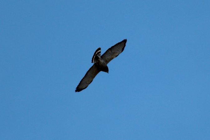 Photo (5): Broad-winged Hawk