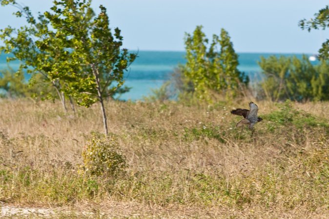 Photo (14): Broad-winged Hawk