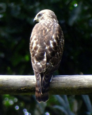 Photo (10): Broad-winged Hawk