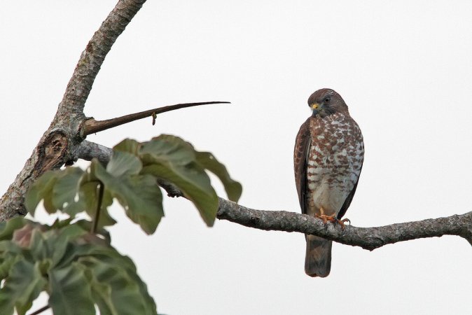 Photo (1): Broad-winged Hawk