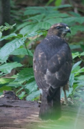 Photo (11): Broad-winged Hawk