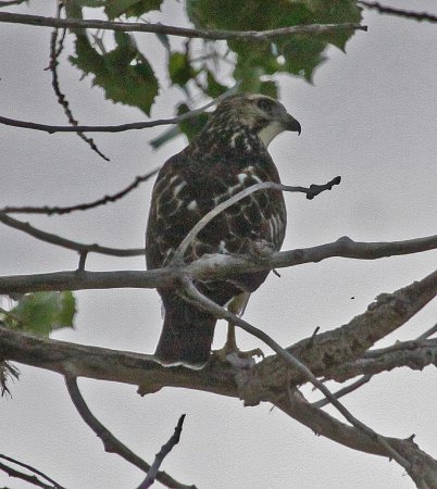 Photo (15): Broad-winged Hawk